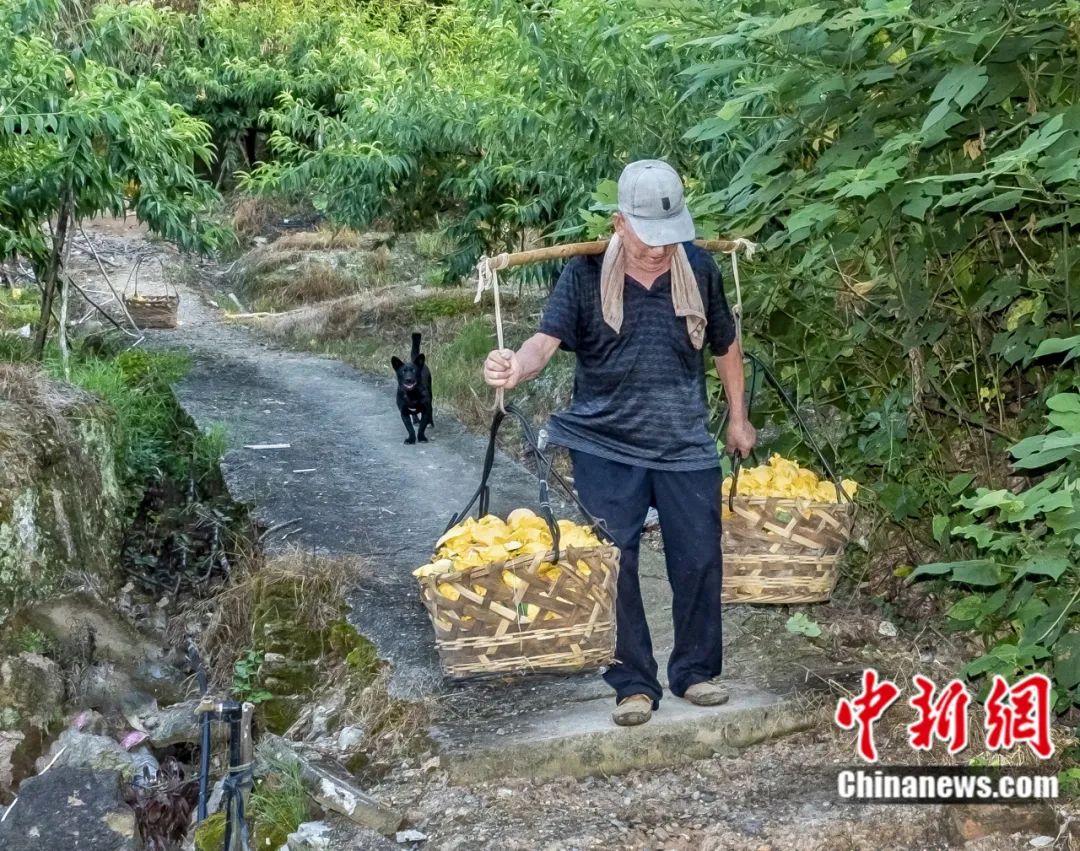 每顆40元，直送迪拜！悟空和土豪最愛，產自這里！