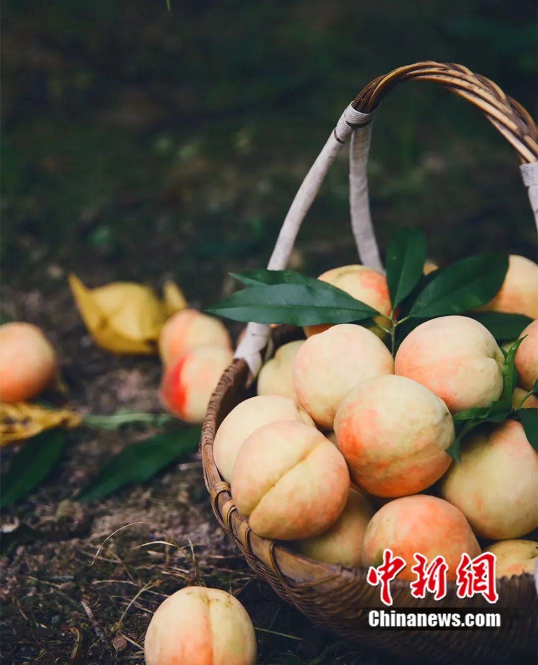 每顆40元，直送迪拜！悟空和土豪最愛，產自這里！