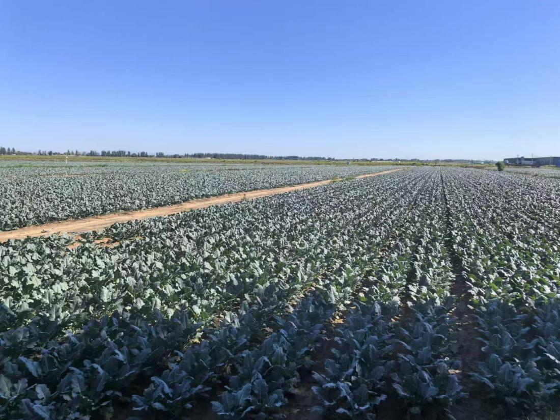 菜價波動后逐漸回落，如何拎穩(wěn)“菜籃子”？