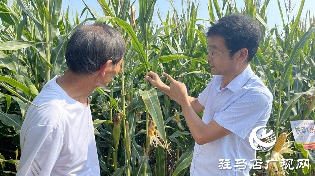 市供銷社為農(nóng)服務(wù)中心聯(lián)盟：組織開展玉米新品種觀摩活動(dòng)