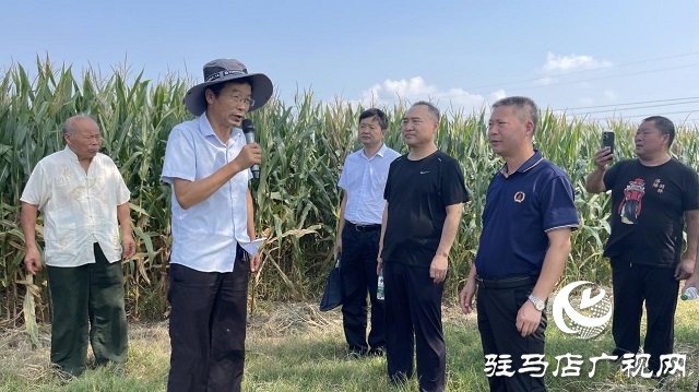 市供銷社為農(nóng)服務(wù)中心聯(lián)盟：組織開展玉米新品種觀摩活動(dòng)