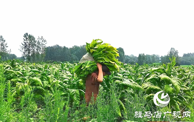 泌陽縣雙廟街鄉(xiāng)：煙站開磅收購忙 煙農豐收展笑顏