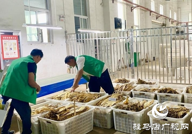 泌陽縣雙廟街鄉(xiāng)：煙站開磅收購忙 煙農豐收展笑顏