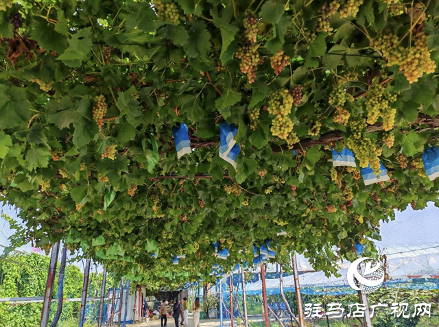 平輿縣東皇街道大王寨社區(qū):電商引流 葡萄熱賣