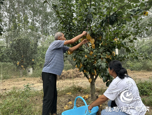 驛城區(qū)水屯鎮(zhèn)：秋月梨成熟 果農(nóng)笑開(kāi)顏
