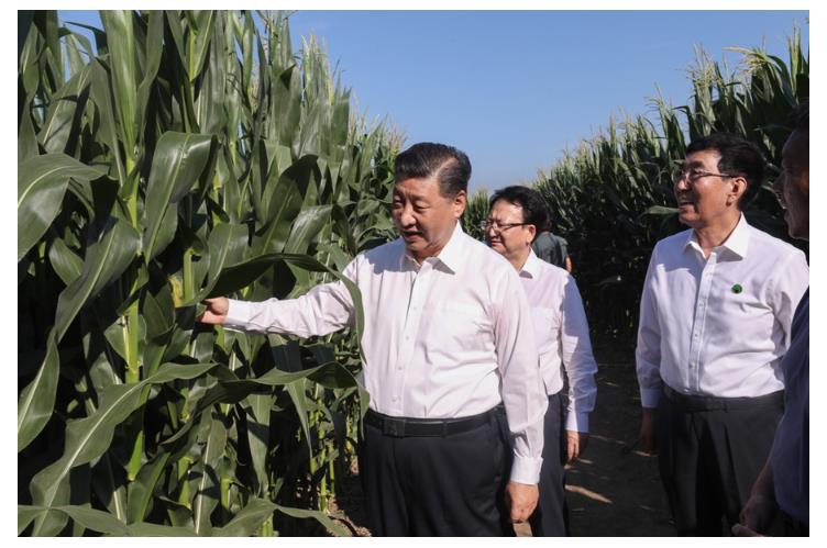 學(xué)習(xí)進(jìn)行時(shí)丨“讓農(nóng)民腰包越來越鼓、生活越來越美好”——習(xí)近平總書記走進(jìn)田間地頭話“三農(nóng)”