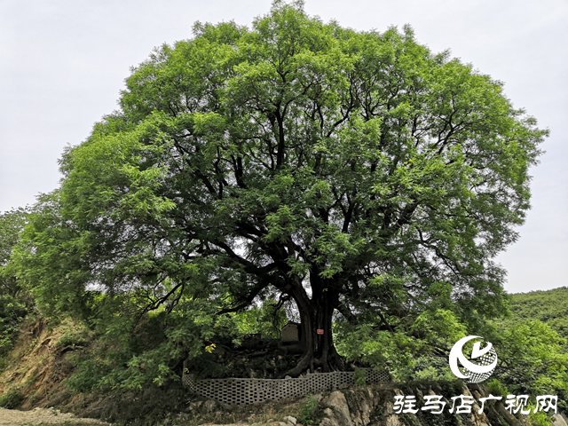 古樹名木知多少？