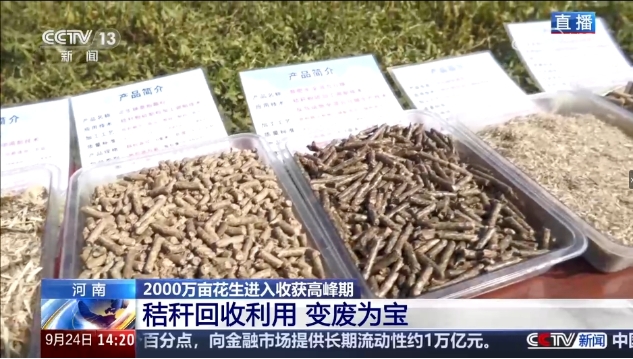 豐收在望！正陽花生再登央視新聞