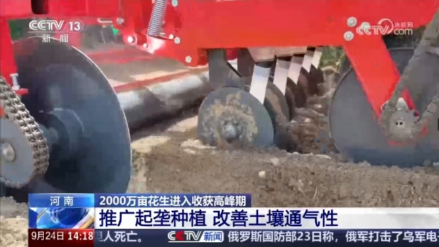 豐收在望！正陽花生再登央視新聞