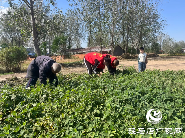 新蔡縣佛閣寺鎮(zhèn)：金秋助農收獲解民憂