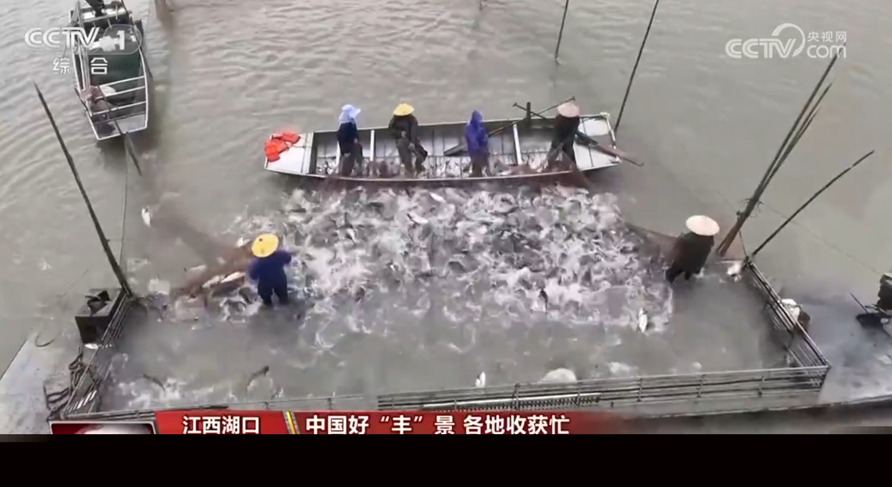 稻谷香、魚滿艙、棉花朵朵開……田間地頭收獲忙 一派活力好“豐”光