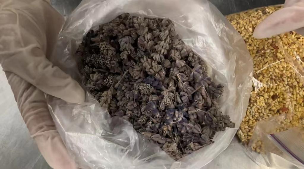 旅客未經申報攜帶植物種子入境被長沙海關暫扣