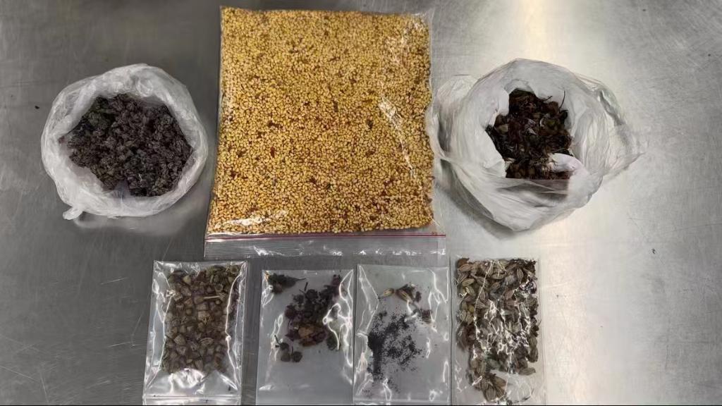旅客未經申報攜帶植物種子入境被長沙海關暫扣
