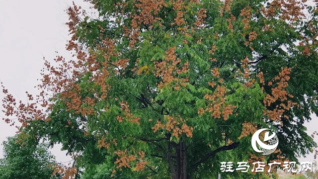 泌陽(yáng)縣雙龍公園：走進(jìn)雨中公園 感受濃郁秋意