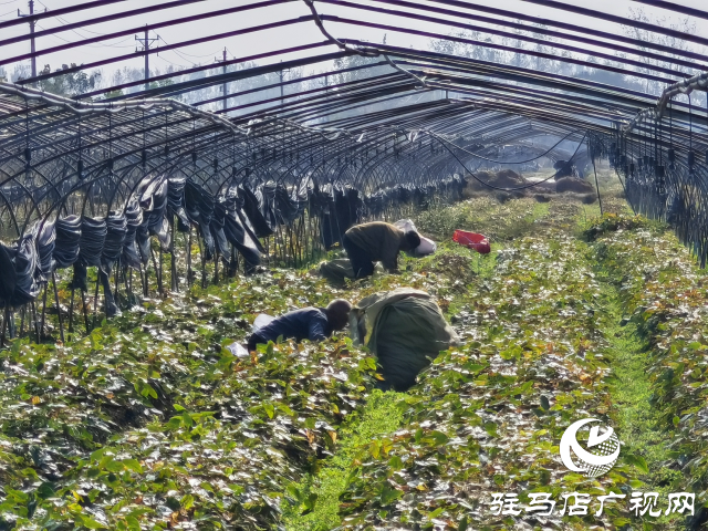 平輿縣萬(wàn)金店鎮(zhèn)土店村:中藥材淫羊藿種植助力鄉(xiāng)村振興