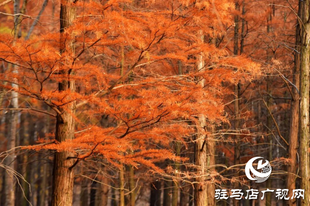 泌陽縣：李朝京池杉林的五彩畫卷
