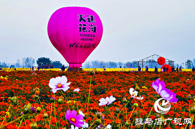 驛城區(qū)諸市鎮(zhèn)魏莊村：天邊花海醉游人