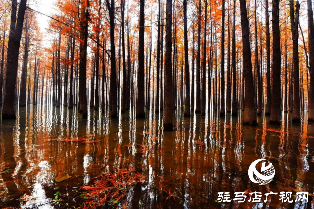 泌陽縣：李朝京池杉林的五彩畫卷