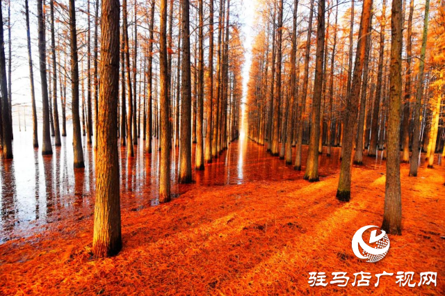 泌陽縣：李朝京池杉林的五彩畫卷