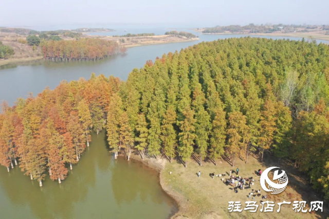 泌陽縣：李朝京池杉林的五彩畫卷