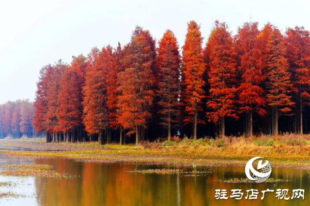 泌陽縣：李朝京池杉林的五彩畫卷