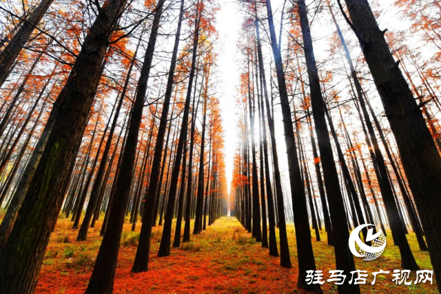 泌陽縣：李朝京池杉林的五彩畫卷