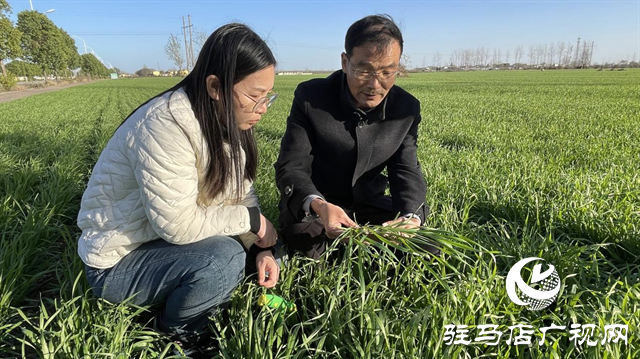 冬季麥苗旺長怎么辦？專家支招這樣干