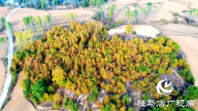 泌陽(yáng)縣曾溝：鄉(xiāng)野的絢麗畫(huà)卷