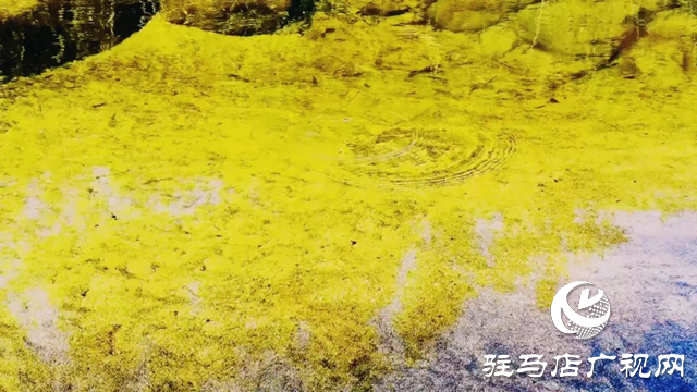 泌陽(yáng)縣曾溝：鄉(xiāng)野的絢麗畫(huà)卷