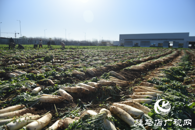 正陽縣中坤農業(yè)：脆嫩蘿卜迎豐收 醬菜產業(yè)助發(fā)展