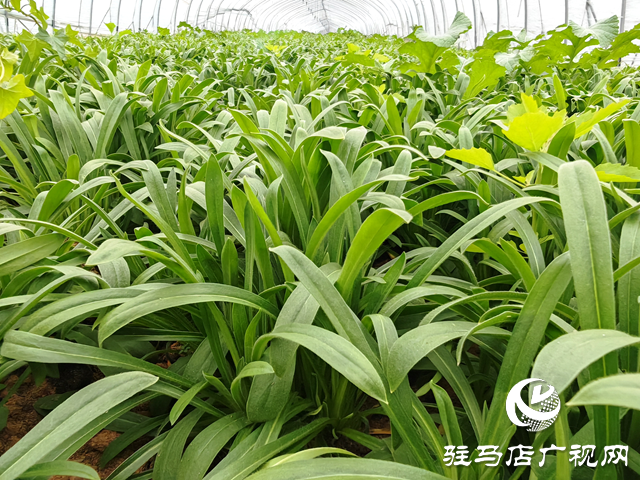 平輿縣老王崗鄉(xiāng)白龍廟村:小小“面條菜”鋪就綠色增收路