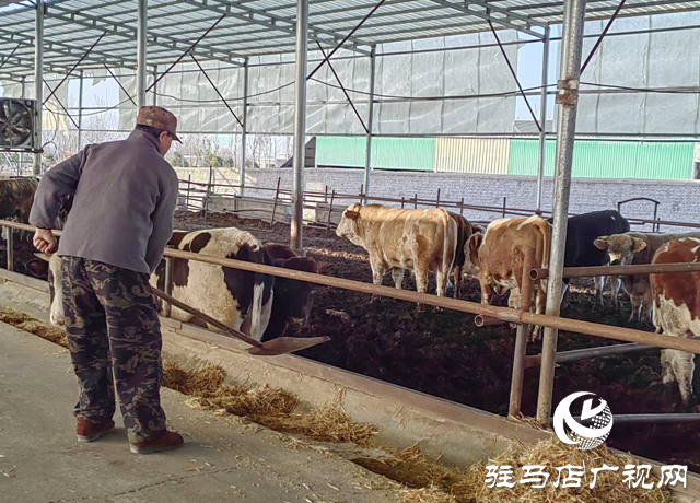 泌陽縣郭集鎮(zhèn)楊樹崗村：牛產(chǎn)業(yè)讓群眾過上“?！比兆? width=