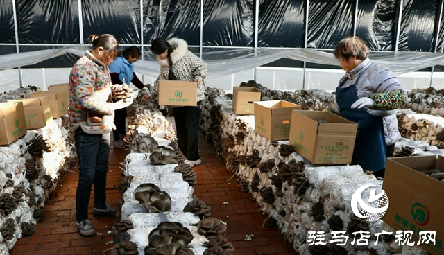 正陽縣熊寨鎮(zhèn)毛集村：菌菇撐起“增收傘” 鄉(xiāng)村綻放“幸?；ā? width=