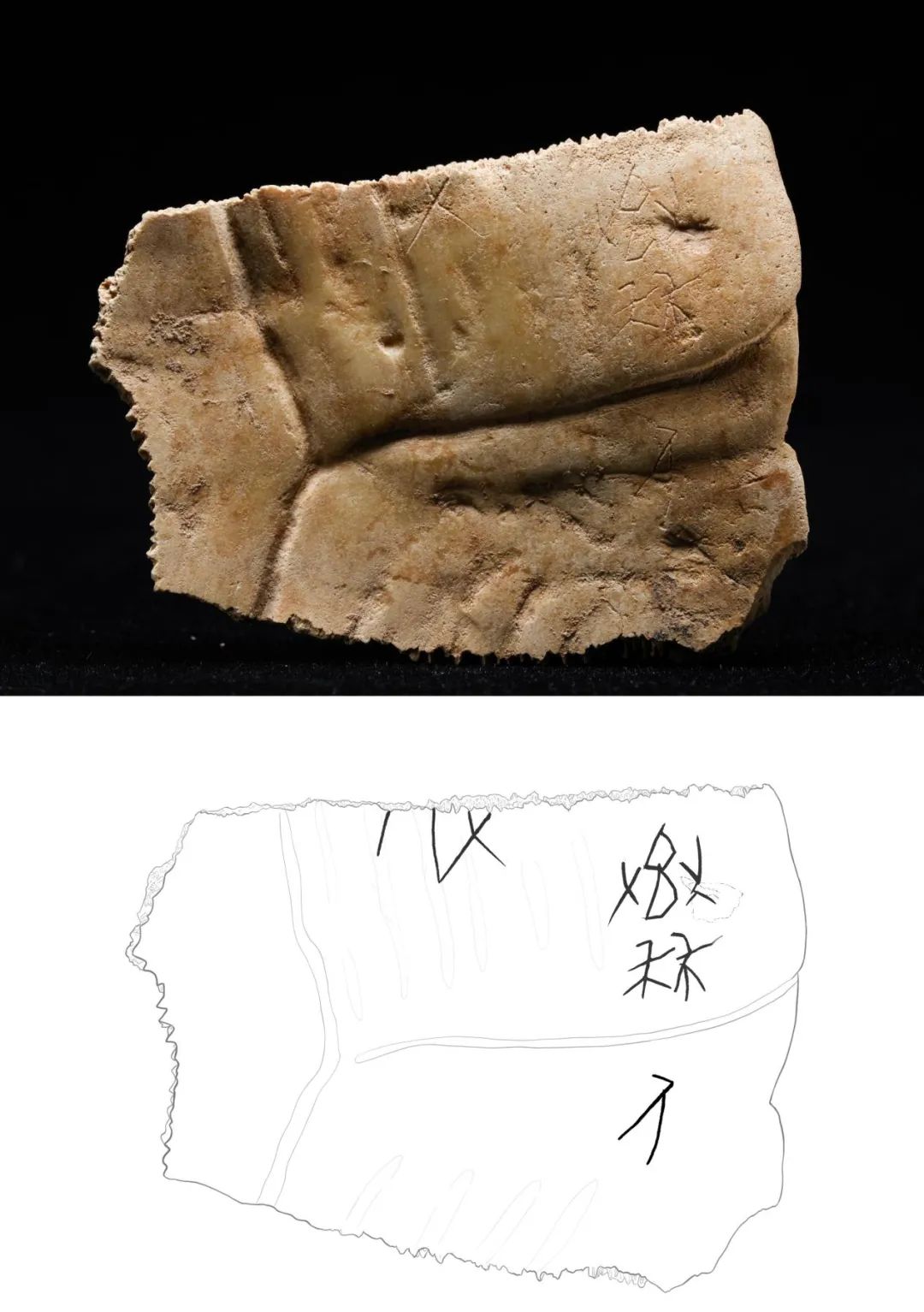 重大發(fā)現(xiàn)！首次出土有“秦人”字樣甲骨