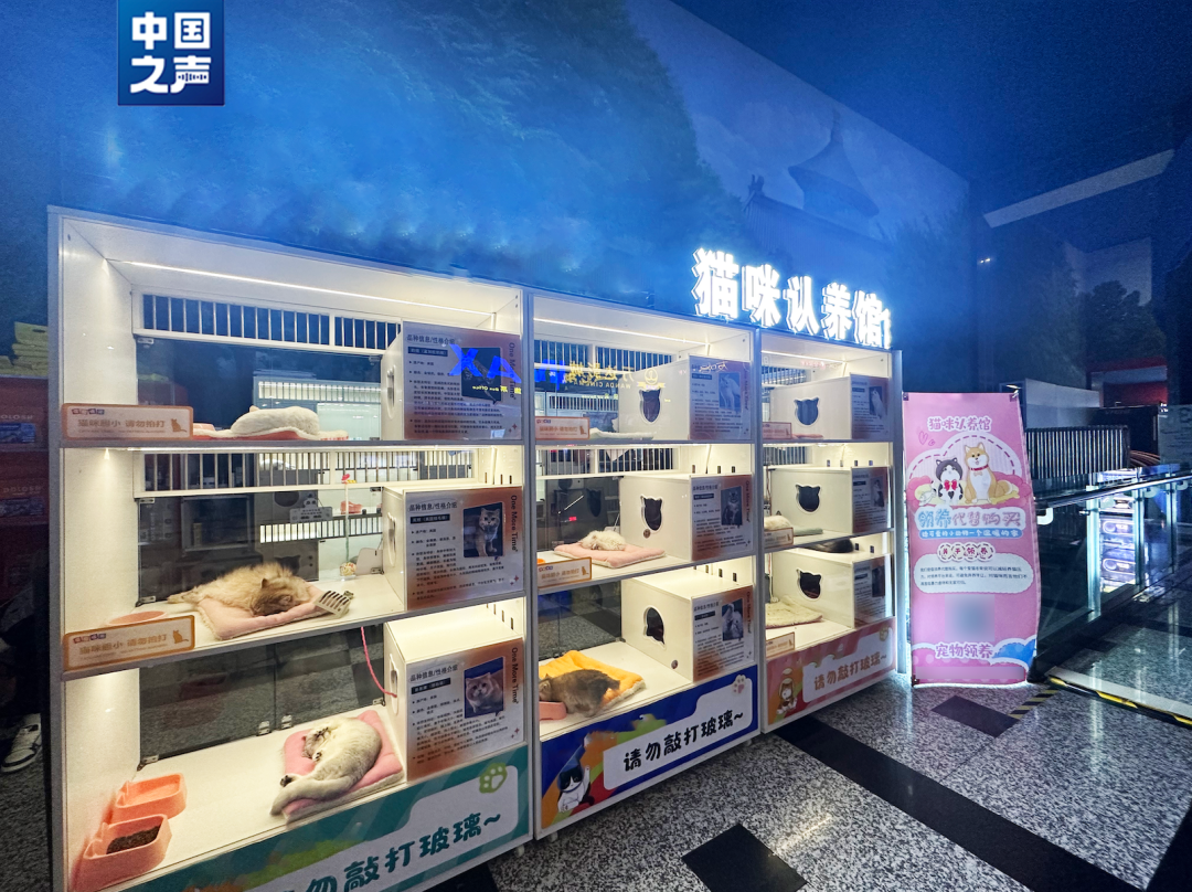 警惕！“免費(fèi)領(lǐng)養(yǎng)”背后暗藏“貓貸”套路