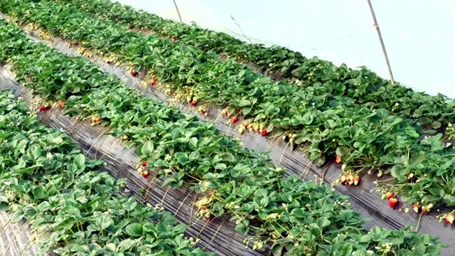 遂平縣：草莓紅艷艷 莓農(nóng)笑開(kāi)顏