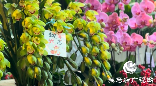 新春佳節(jié)即將到來，綠植花卉成為節(jié)日新寵
