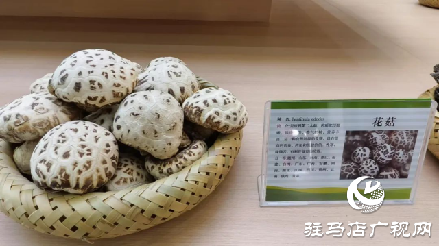 公交直達！泌陽縣花菇博物館開啟奇妙之旅