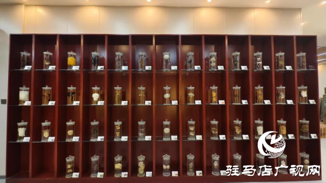 公交直達！泌陽縣花菇博物館開啟奇妙之旅