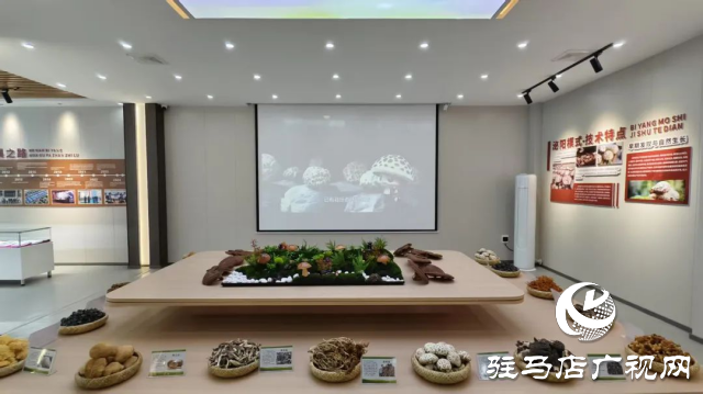 公交直達！泌陽縣花菇博物館開啟奇妙之旅