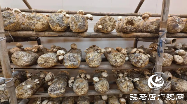 公交直達！泌陽縣花菇博物館開啟奇妙之旅