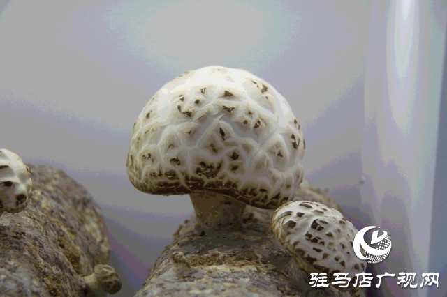 明日正式開幕！2025泌陽花菇國際產(chǎn)業(yè)創(chuàng)新大會(huì)