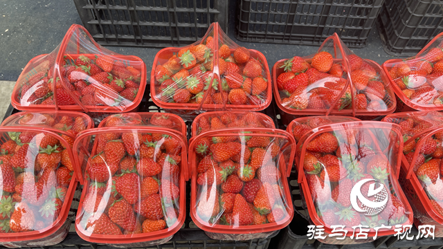 駐馬店：草莓價格回落 消費者實現“草莓自由”