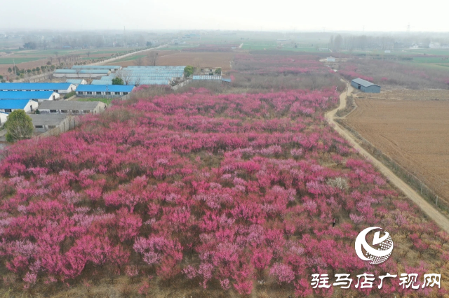 泌陽(yáng)王店鎮(zhèn)高樓村：百畝梅花繪就生態(tài)文旅新畫(huà)卷