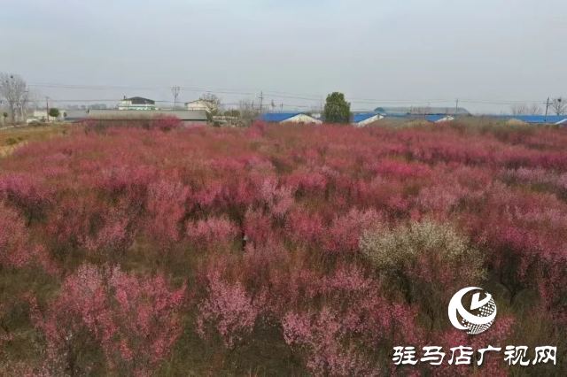 泌陽(yáng)王店鎮(zhèn)高樓村：百畝梅花繪就生態(tài)文旅新畫(huà)卷