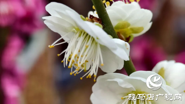 泌陽(yáng)王店鎮(zhèn)高樓村：百畝梅花繪就生態(tài)文旅新畫(huà)卷