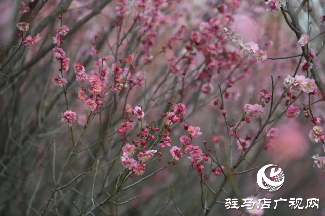 泌陽(yáng)王店鎮(zhèn)高樓村：百畝梅花繪就生態(tài)文旅新畫(huà)卷