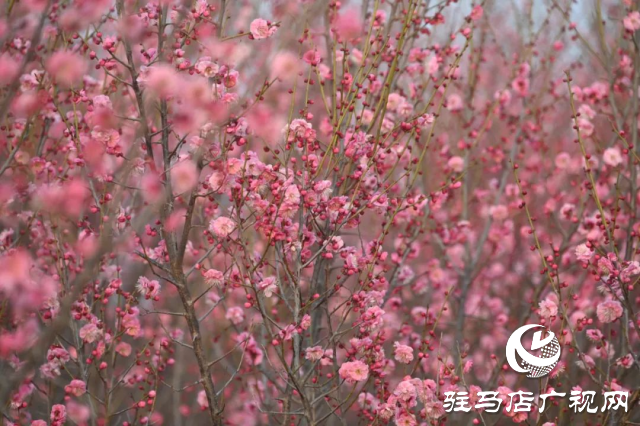 泌陽(yáng)王店鎮(zhèn)高樓村：百畝梅花繪就生態(tài)文旅新畫(huà)卷