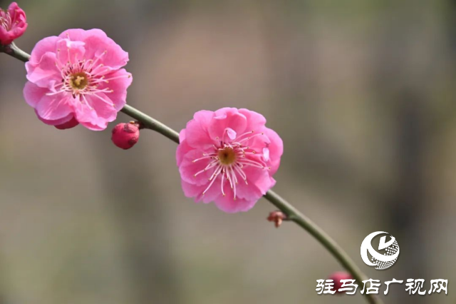 泌陽(yáng)王店鎮(zhèn)高樓村：百畝梅花繪就生態(tài)文旅新畫(huà)卷