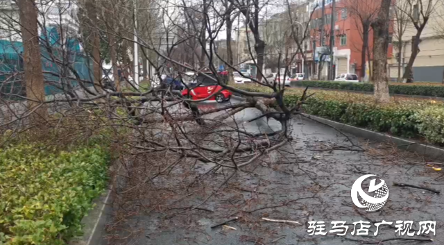 暴風(fēng)雨突襲 刮倒路旁大樹